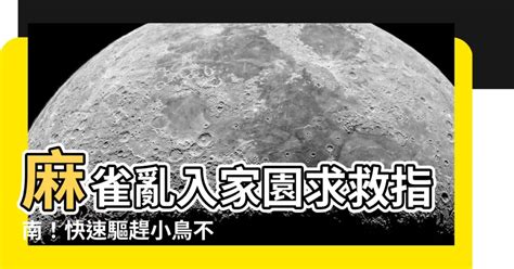 小鳥飛進家裡怎麼辦|【請教】外面的一隻鳥飛到家裡，請不出去，該怎麼。